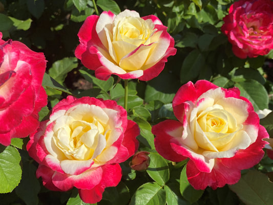 Double Delight, Hybrid Tea Rose - Kansas City Rose Society - Rose Library