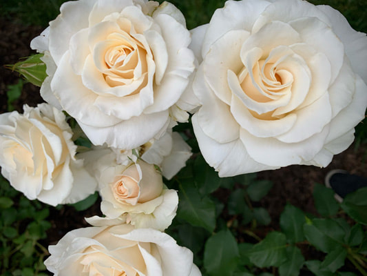 French Lace, Floribunda Rose - Kansas City Rose Society - Rose Library